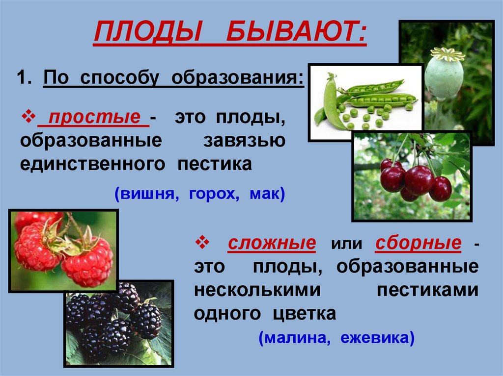 Плод это вегетативный. Презентация на тему плоды 6 класс биология. Плоды растений. Презентация на тему плоды. Плоды растений простые.
