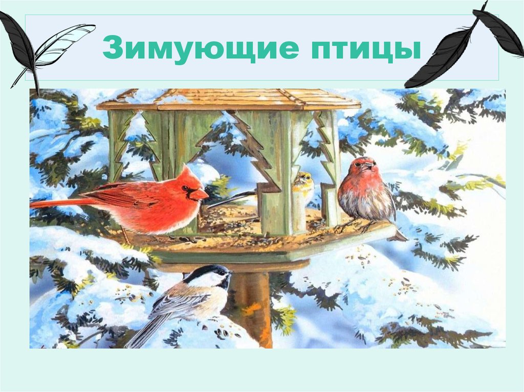 Презентация Знакомство С Птицами