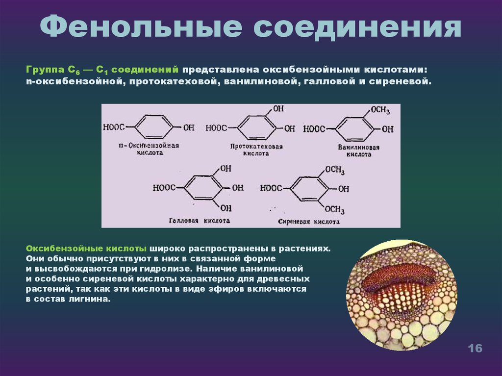 Фенольные соединения фото