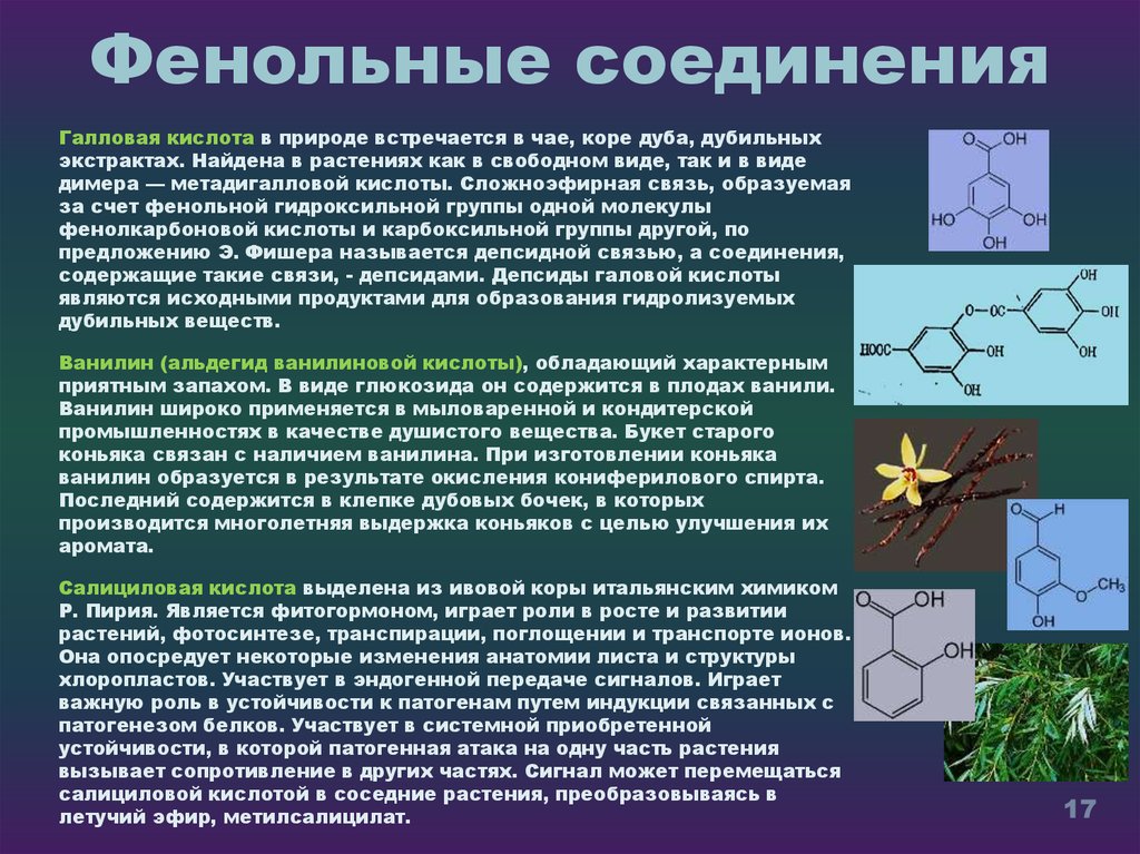 Фенольные соединения презентация