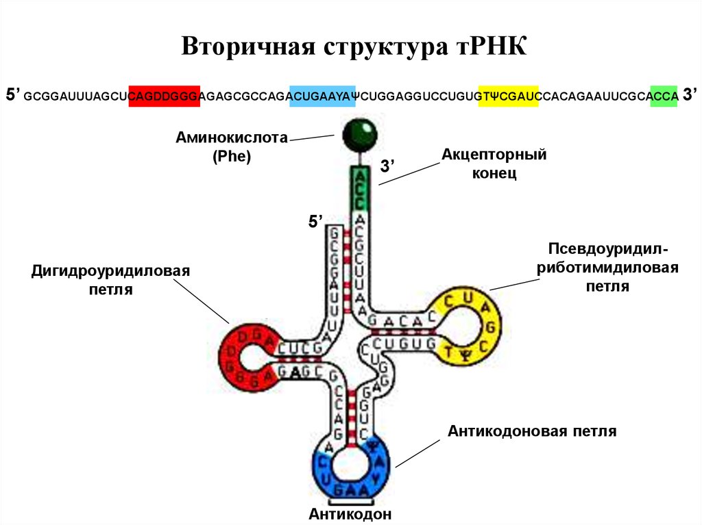 Вторичная рнк. Строение транспортной РНК биохимия. Вторичная структура ТРНК. Первичная вторичная и третичная структура ТРНК. Структура ТРНК биохимия.