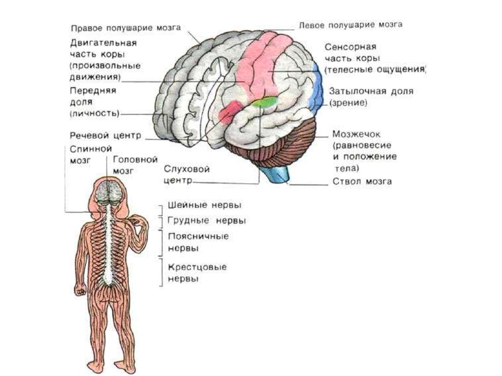 Центр мозга и тела
