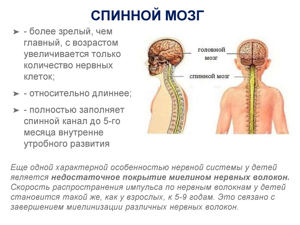 Мозг новорожденного масса. Формирование головного и спинного мозга. Спинной мозг ребенка. Спинной мозг ребенка и взрослого. Центральный канал спинного мозга функции.