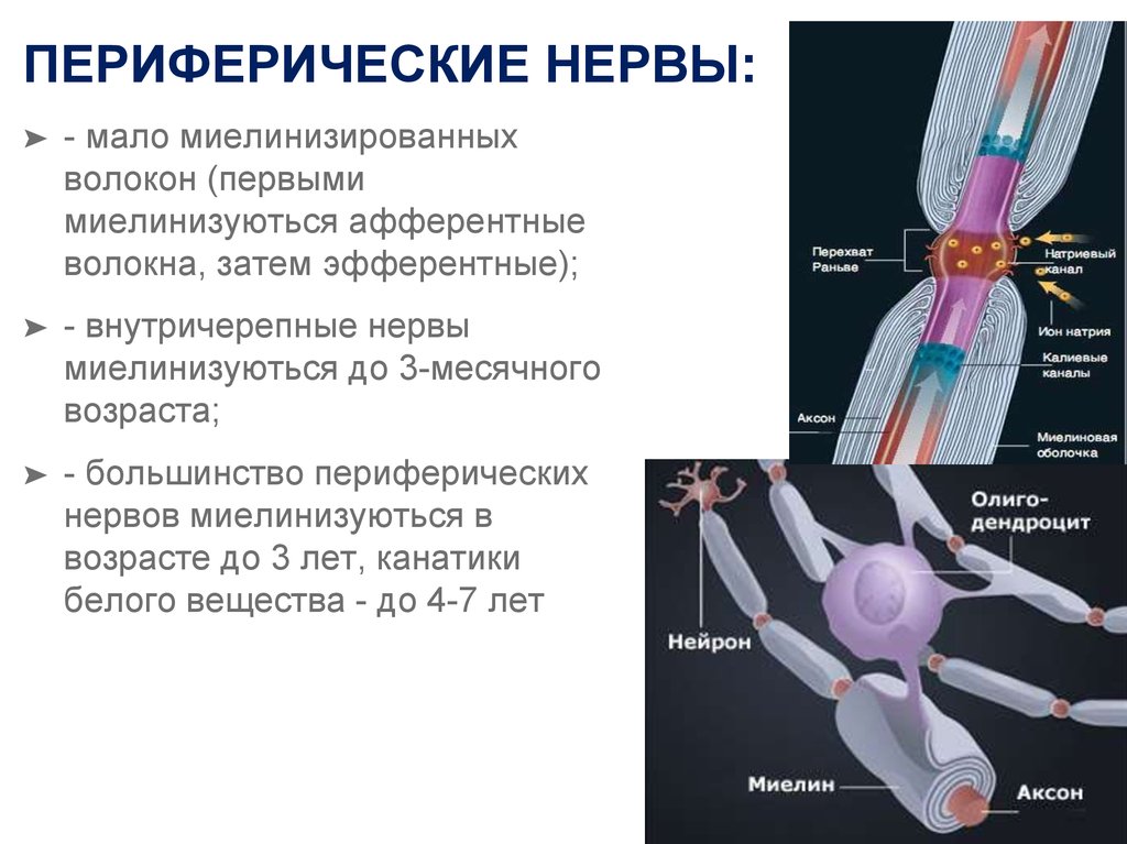 Периферический. Механизмы регенерации периферического нерва. Типы периферических нервов. Структура периферического нерва. Строение периферических нервов.