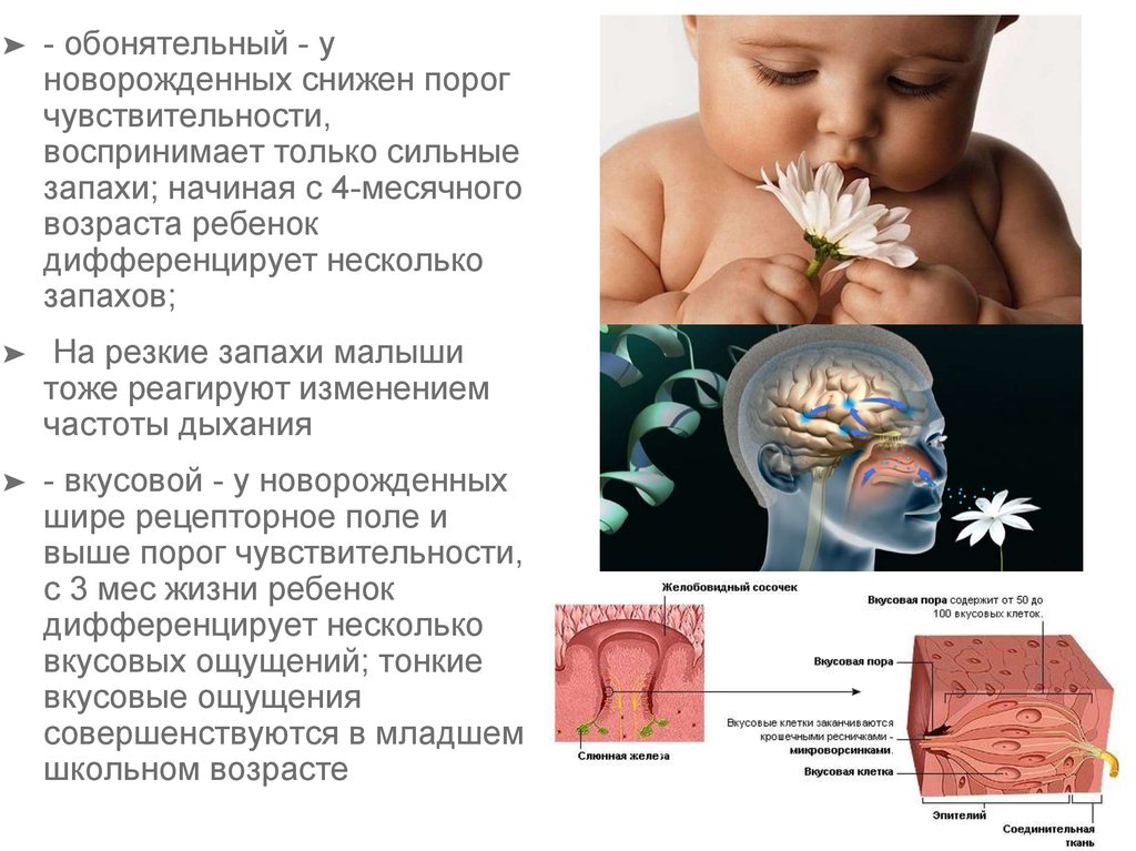 Обонятельная чувствительность. Афо нервной системы у детей. Возрастные особенности обонятельного анализатора. Развитие обонятельной системы у новорожденных.