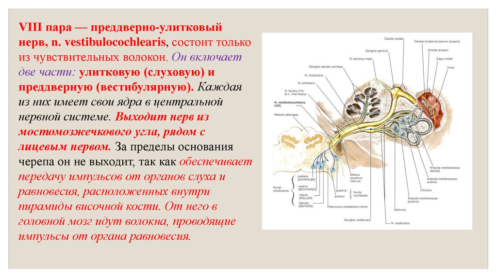 Viii черепного нерва. 8 Пара черепно мозговых нервов ядра. 8 Пара черепных нервов схема. 8 Пара преддверно улитковый нерв. Преддверно-улитковый нерв (VIII пара черепных нервов).