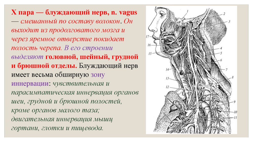 Почему нерв блуждающий. 10 Пара блуждающий нерв схема. 10 Пара блуждающий нерв иннервирует. Блуждающий нерв nervus Vagus. Схема блуждающего нерва анатомия.