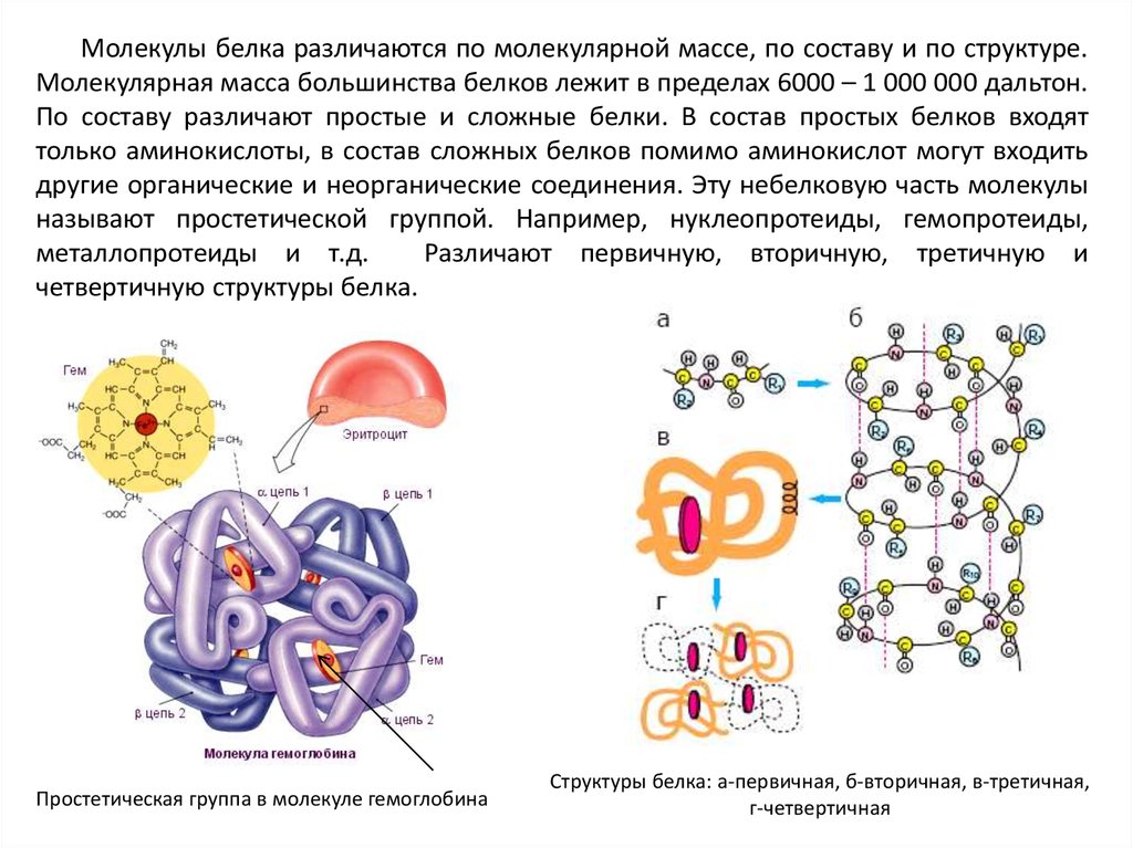 Молекула белка содержит. Строение белковой молекулы - IV структура белка.. Молекулярная масса молекул белков. Молекулярная масса масса белка. Первичная структура белковой молекулы.