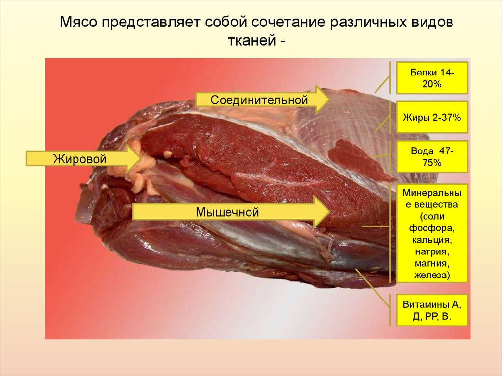 Состав говядины. Строение соединительной ткани мяса. Соединительная ткань состав мяса. Состав мышечной и соединительной ткани мяса. Соединительная ткань говядины.