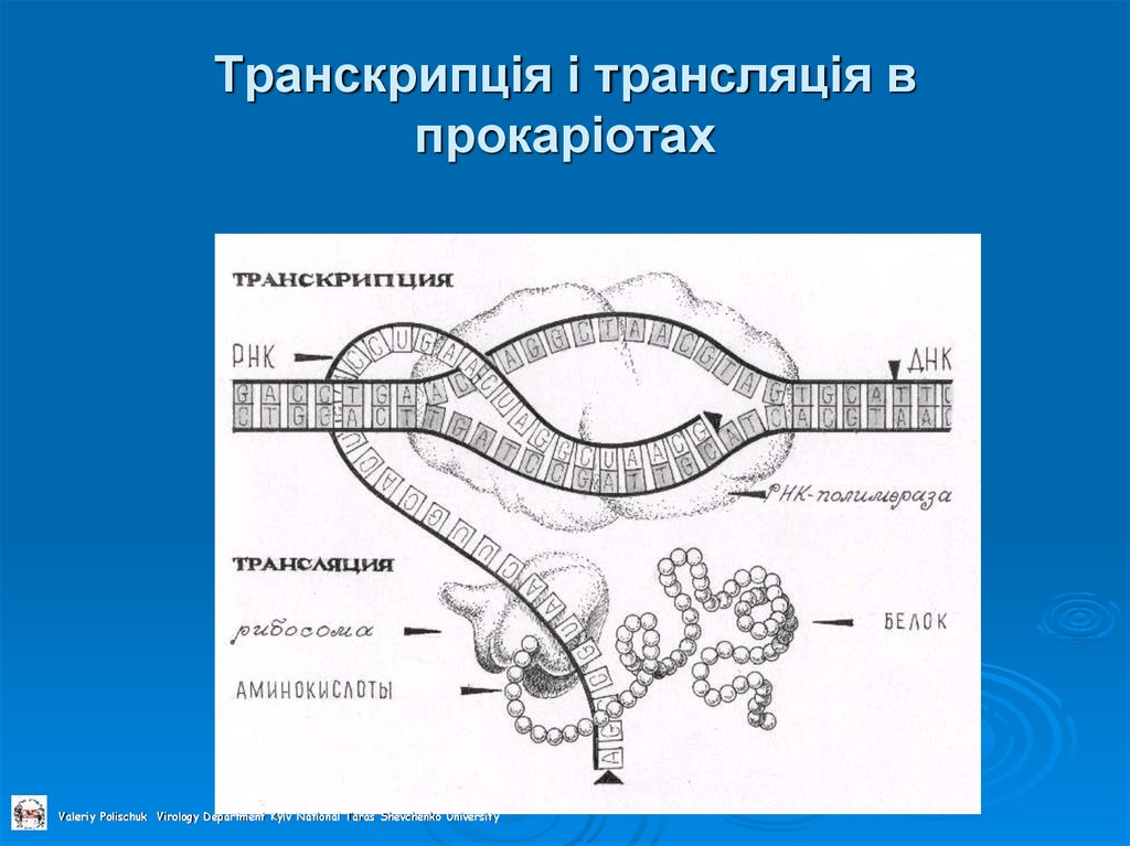 Транскрипція і трансляція в прокаріотах