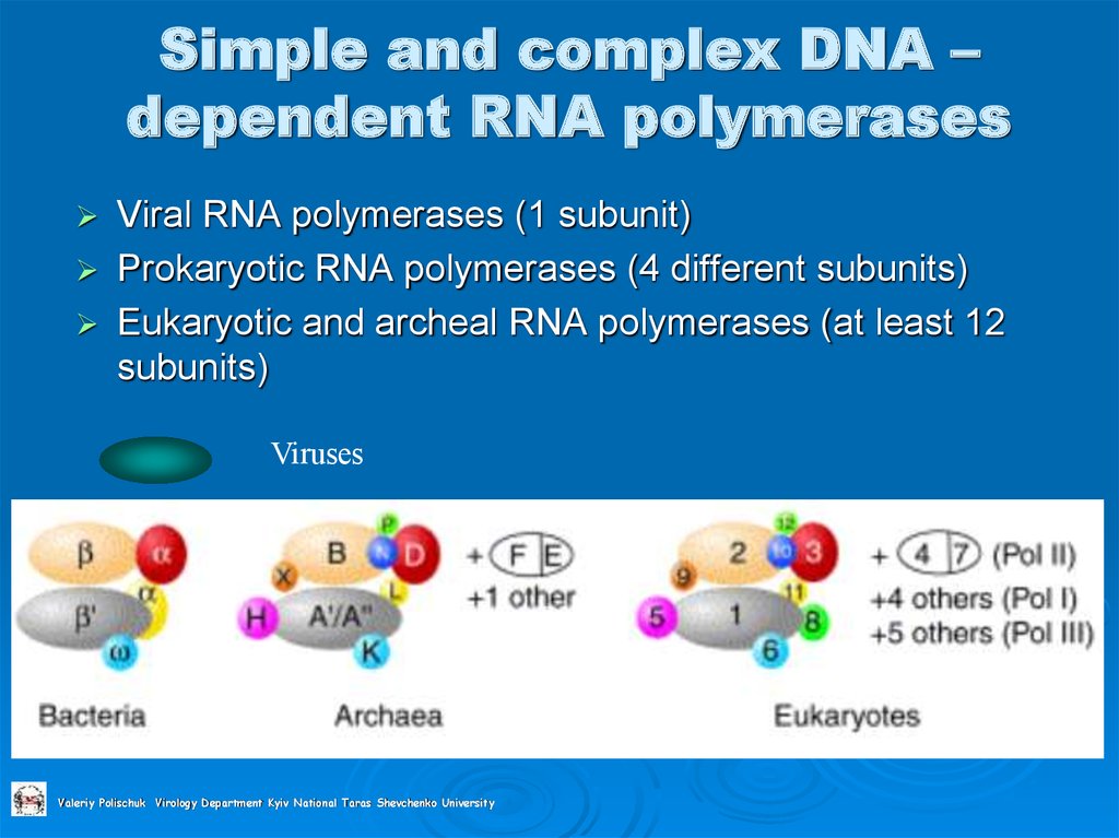 Simple and complex DNA – dependent RNA polymerases