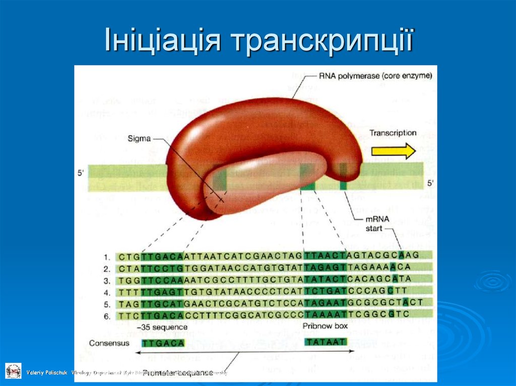 Ініціація транскрипції