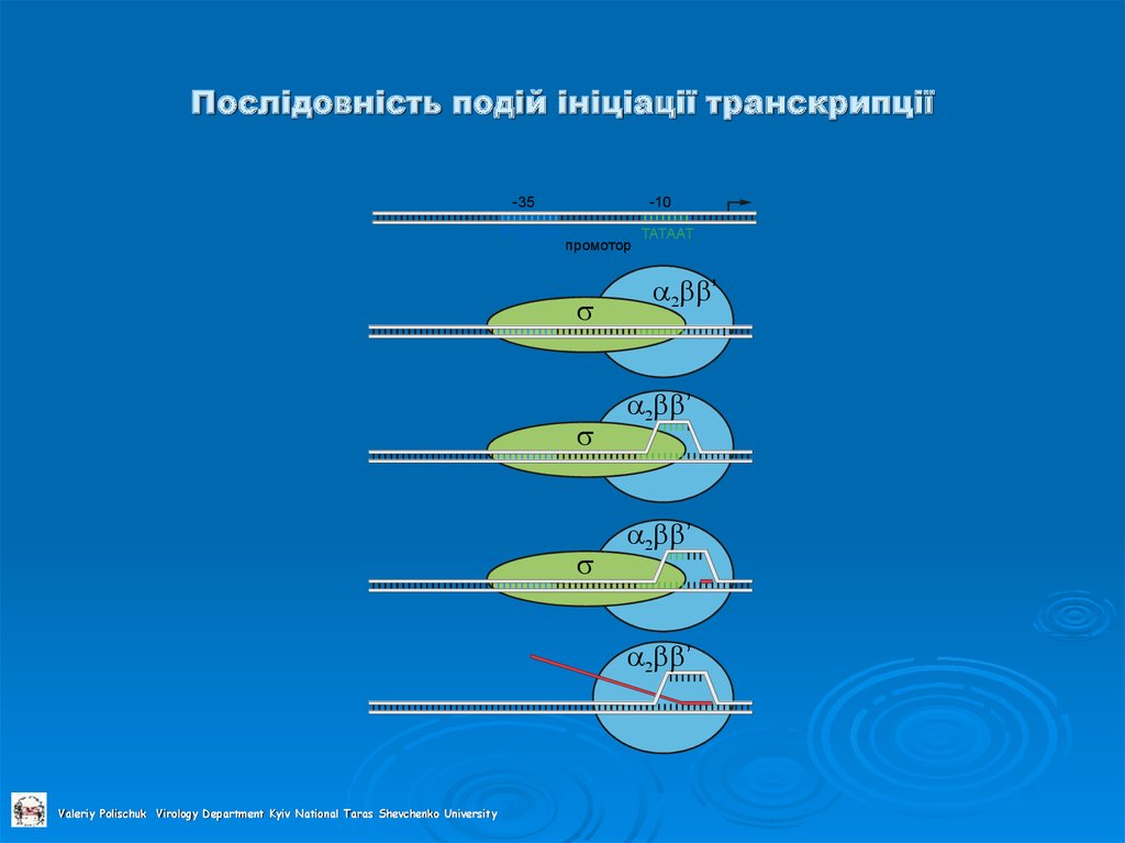 Послідовність подій ініціації транскрипції