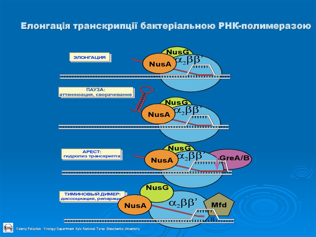 Елонгація транскрипції бактеріальною РНК-полимеразою