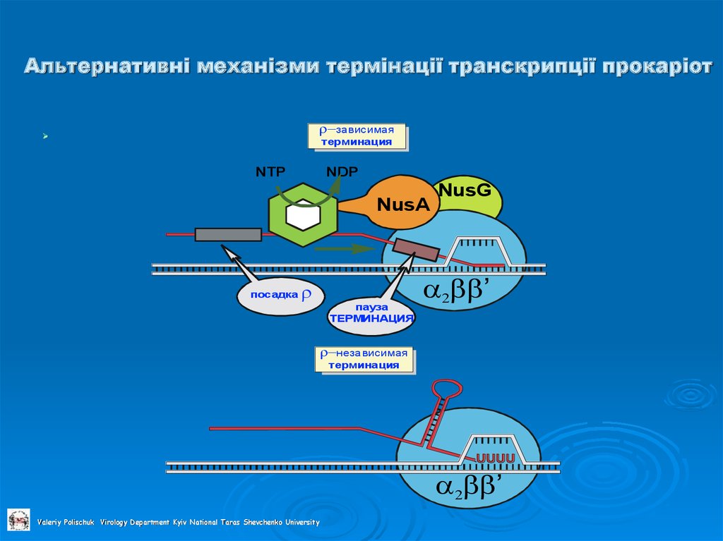 Альтернативні механізми термінації транскрипції прокаріот