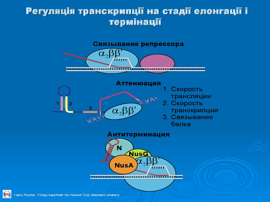 Регуляція транскрипції на стадії елонгації і термінації