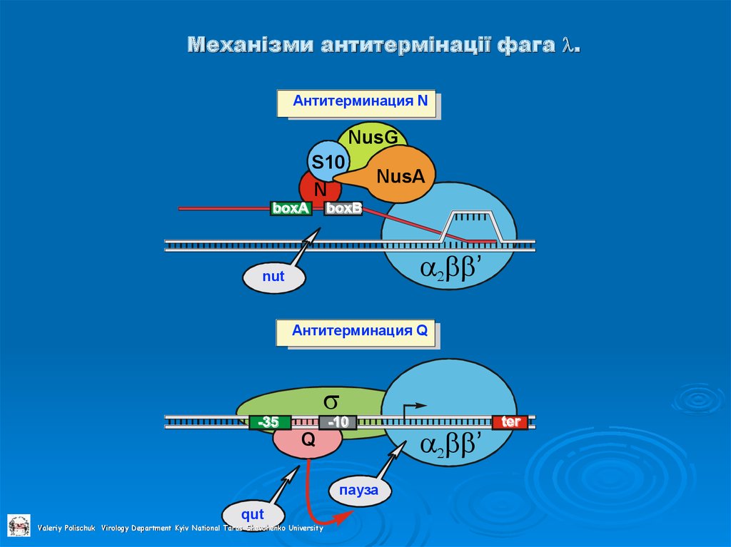Механізми антитермінації фага .