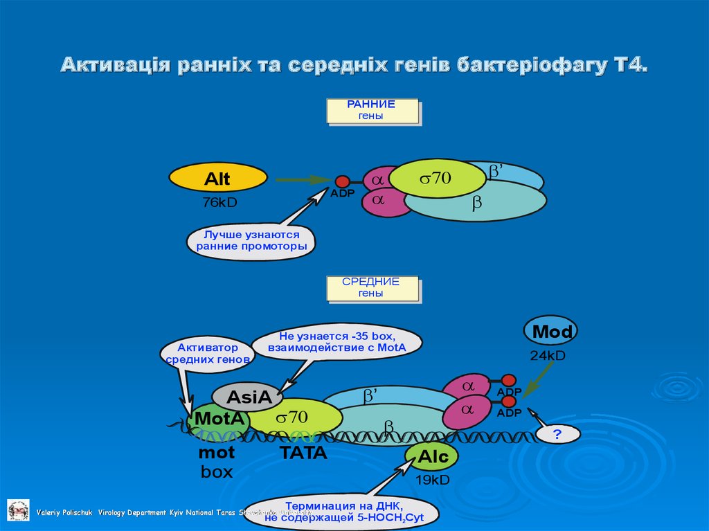 Активація ранніх та середніх генів бактеріофагу T4.