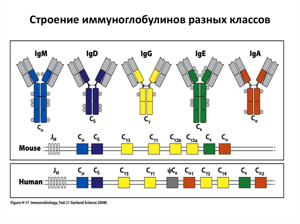 Схема строения иммуноглобулина