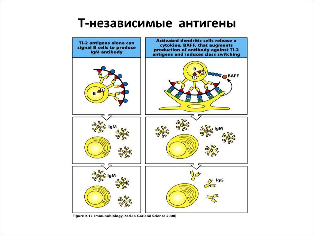 Схема гуморального иммунного ответа на т зависимые и т независимые антигены