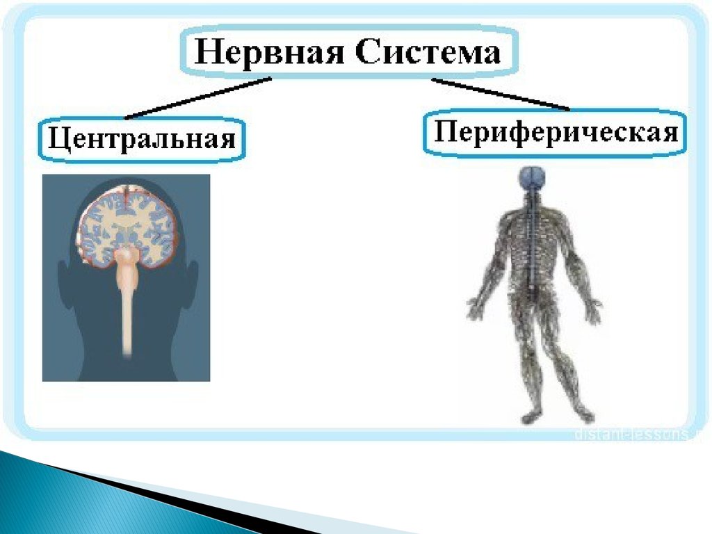 Заболевания центральной и периферической. Нервная система ЦНС И ПНС схема. Схема строения центральной нервной системы. Нервная система человека строение Центральная и периферическая. Периферическая и Центральная нервная система. Функции ЦНС.