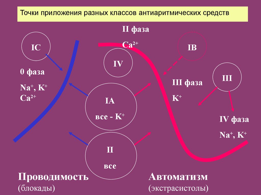 Механизм действия антиаритмических препаратов. Антиаритмические препараты механизм действия. Механизм действия антиаритмических средств. Противоаритмические средства механизм действия. Точки приложения антиаритмических препаратов.