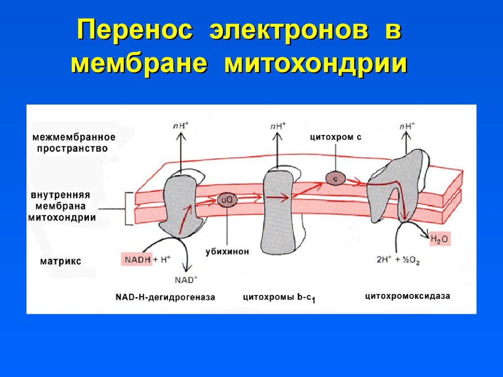 Электрон перенос. Перенос электронов в мембране митохондрии. Перенос электронов. Переносчики электронов внутренней мембраны митохондрий. Цитохромы митохондрий.