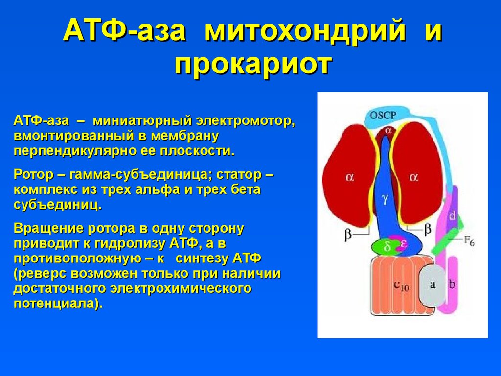 Митохондрии синтезируют атф. АТФ В митохондриях. АТФ У прокариот. Синтез АТФ У прокариот. Эукариоты это АТФ.