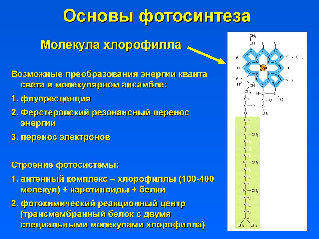 Процесс образования хлорофилла. Ферстеровский резонансный перенос энергии. Основа молекулы хлорофилла. Строение молекулы хлорофилла. Особое строение хлорофилла.