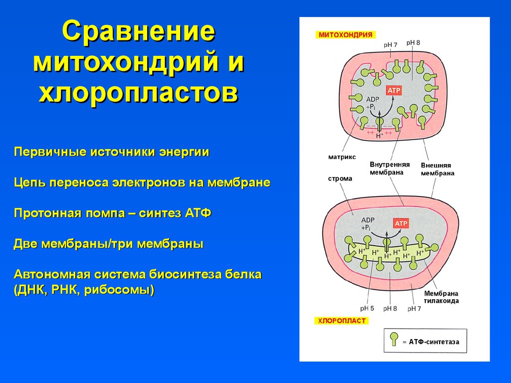 Хлоропласты строение митохондрии. Мембрана хлоропласта и мембраны митохондрий. Митохондрии и хлоропласты строение и функции. Различия митохондрий и хлоропластов. Процессы происходящие в митохондриях.