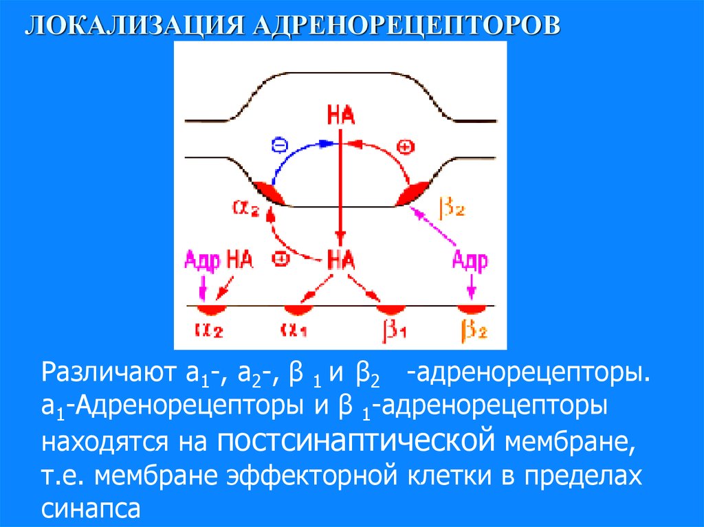 Альфа адренорецепторы локализация. Бета 2 адренорецепторы локализация. Локализация адренонорецепторов,. А2 адренорецепторы локализация. Адренергические рецепторы локализация.