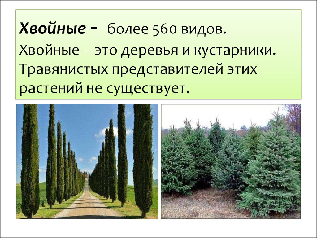 Большинство видов хвойных это. Хвойные растения 3 класс. Хвойные растения окружающий мир. Сообщение о хвойных. Хвойные деревья 3 класс.