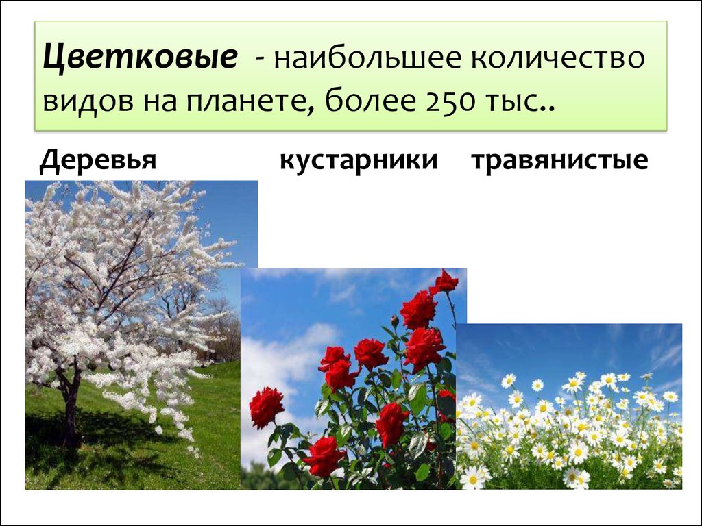 Многообразие цветковых. Разнообразие растений цветковые. Цветковые растения класс. Виды цветковых растений. Многообразие цветковых растений.