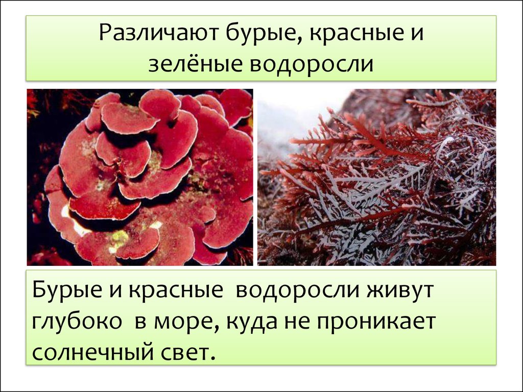 Красные и зеленые водоросли. Органы красных водорослей. Красные водоросли. Водоросли зеленые бурые красные. Интересные факты о красных водорослях.