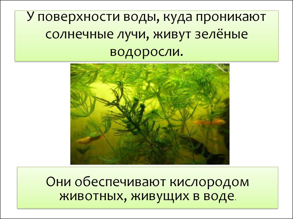 Подготовить сообщение водоросли. Водоросли 3 класс. Разнообразие растений водоросли. Водоросли презентация. Интересное о зеленых водорослях.