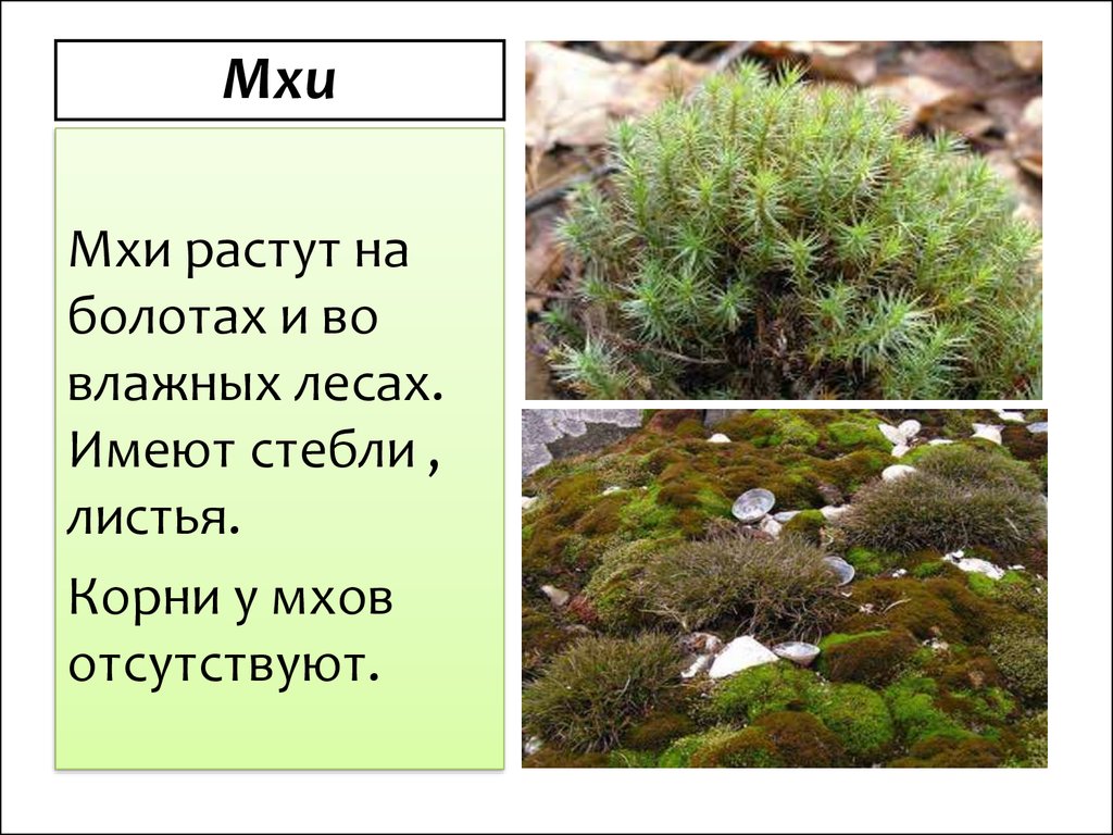 Какие мхи имеют. Мхи 3 класс. Мхи окружающий мир. Мхи 3 класс окружающий мир. Разнообразие растений мхи.