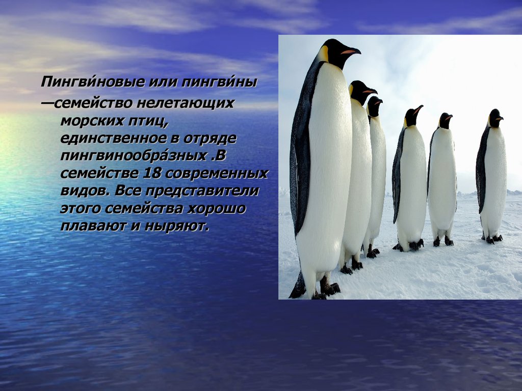 Рассказы про пингвинов для детей. Пингвины семейство нелетающих морских птиц. Характеристика пингвинов. Проект на тему пингвины. Пингвинообразные птицы представители.