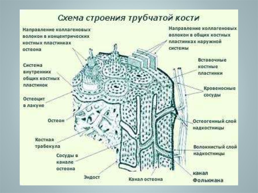 Схема кости. Строение трубчатой кости гистология. Схема строения трубчатой кости гистология. Строение длинной трубчатой кости рисунок. Срез трубчатой кости строение.