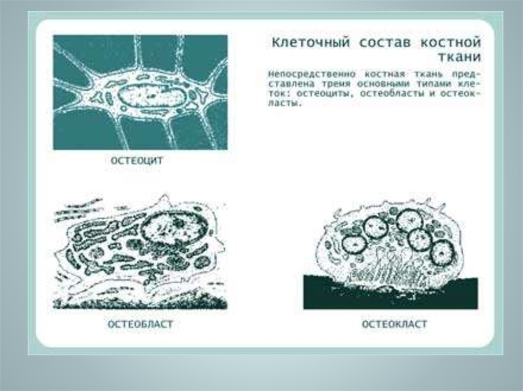 Схема строение остеокласта