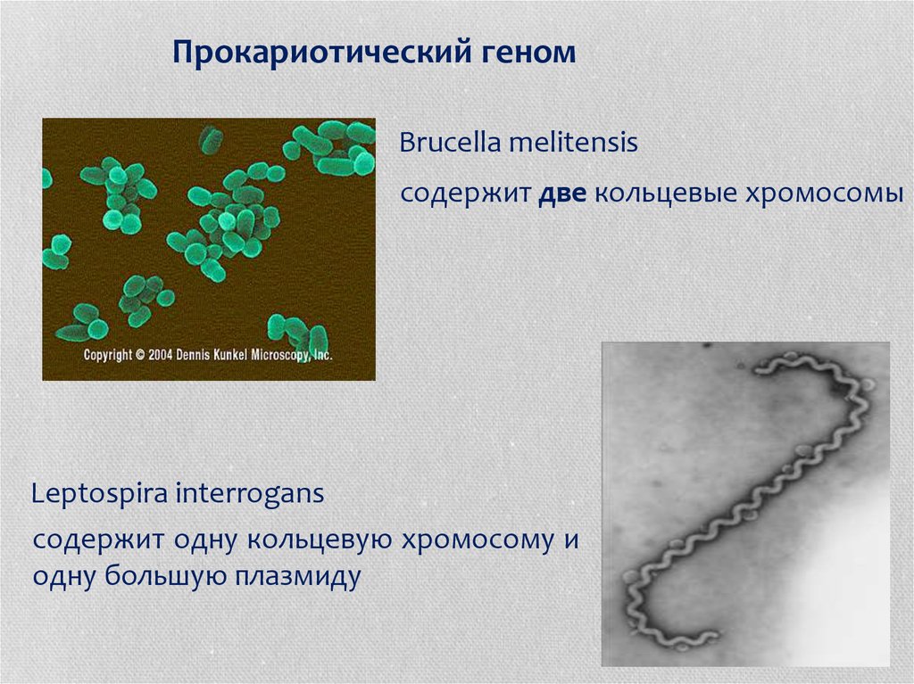 Имеется кольцевая хромосома. Прокариотическая хромосома. Кольцевая хромосома. Кольцевая хромосома бактерии. Прокариотический геном.