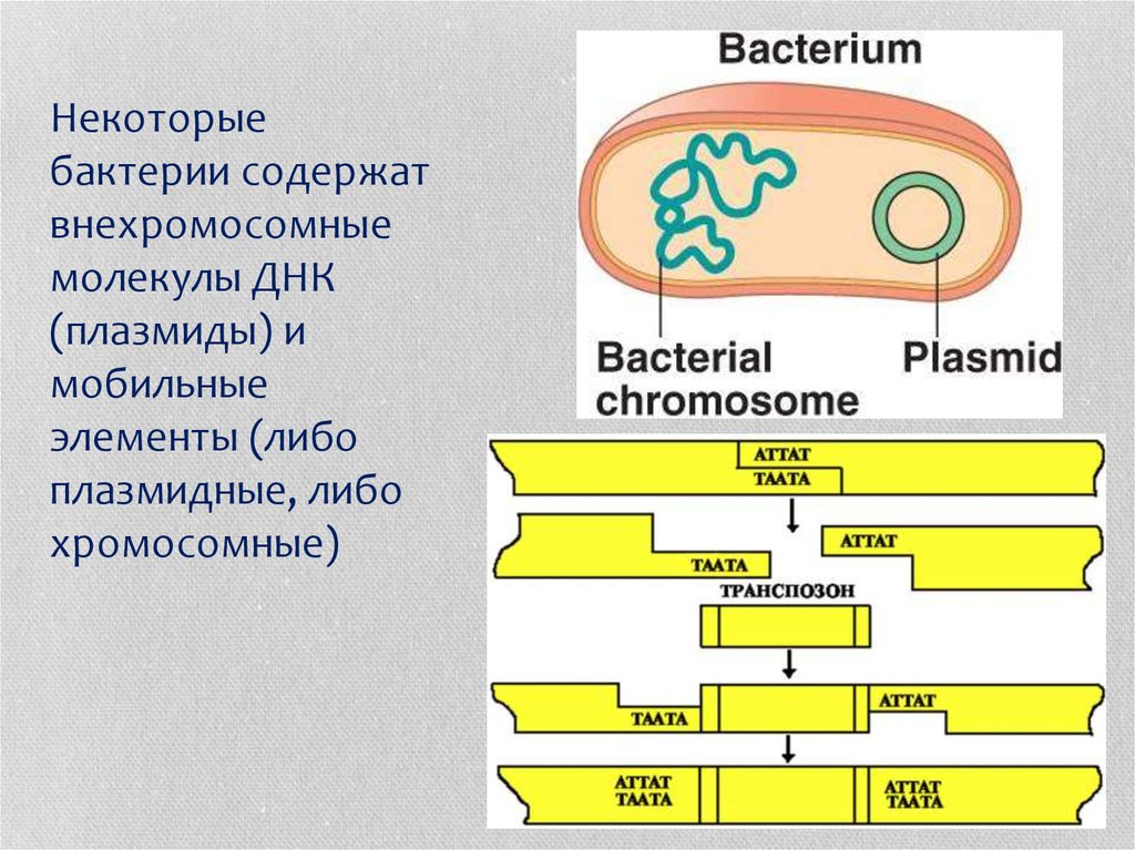 Прокариоты кольцевая днк. Внехромосомные генетические элементы бактерий. Внехромосомная ДНК прокариот. Молекула ДНК У бактерий. Плазмида бактерий.