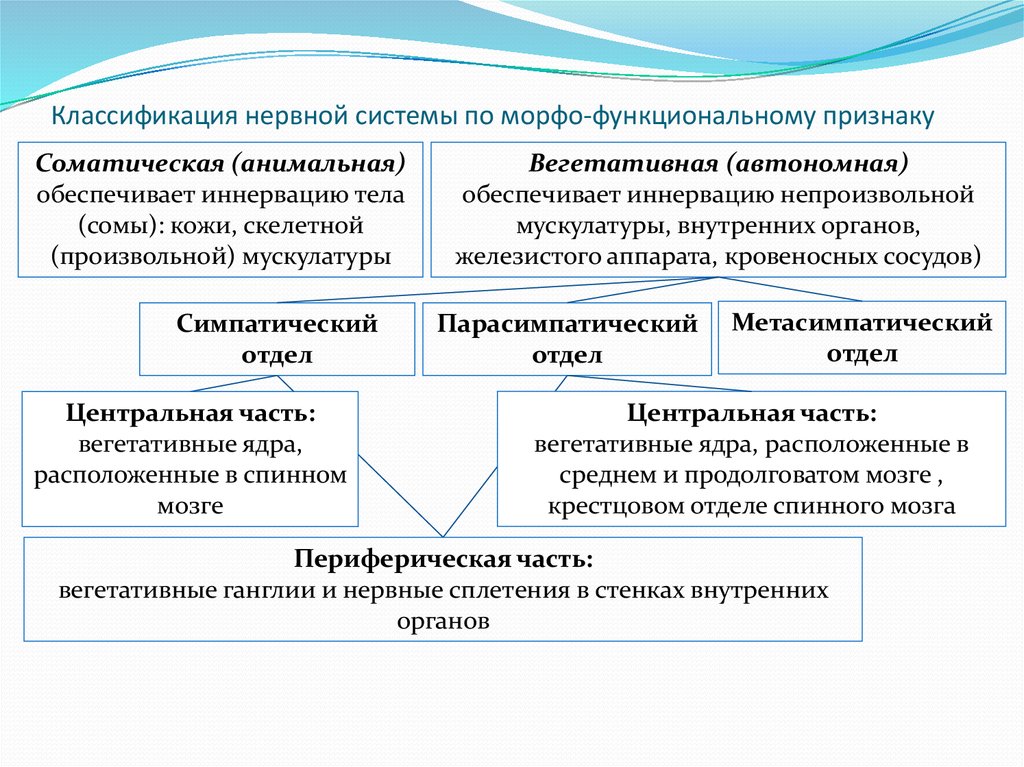 Классификация по по функциональному признаку. Классификация нервной системы по морфологическому признаку. Строение нервной системы, функциональная классификация.