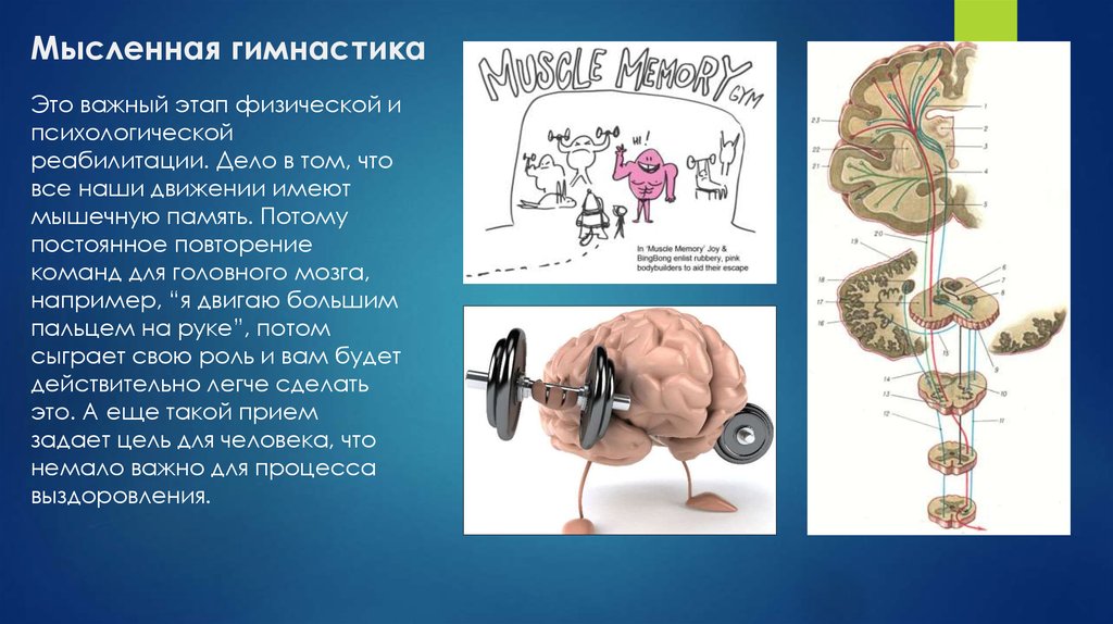 Ментальная связь. Связь между мозгом и мышцами. Мозг и мышцы взаимосвязь. Мозг связи.