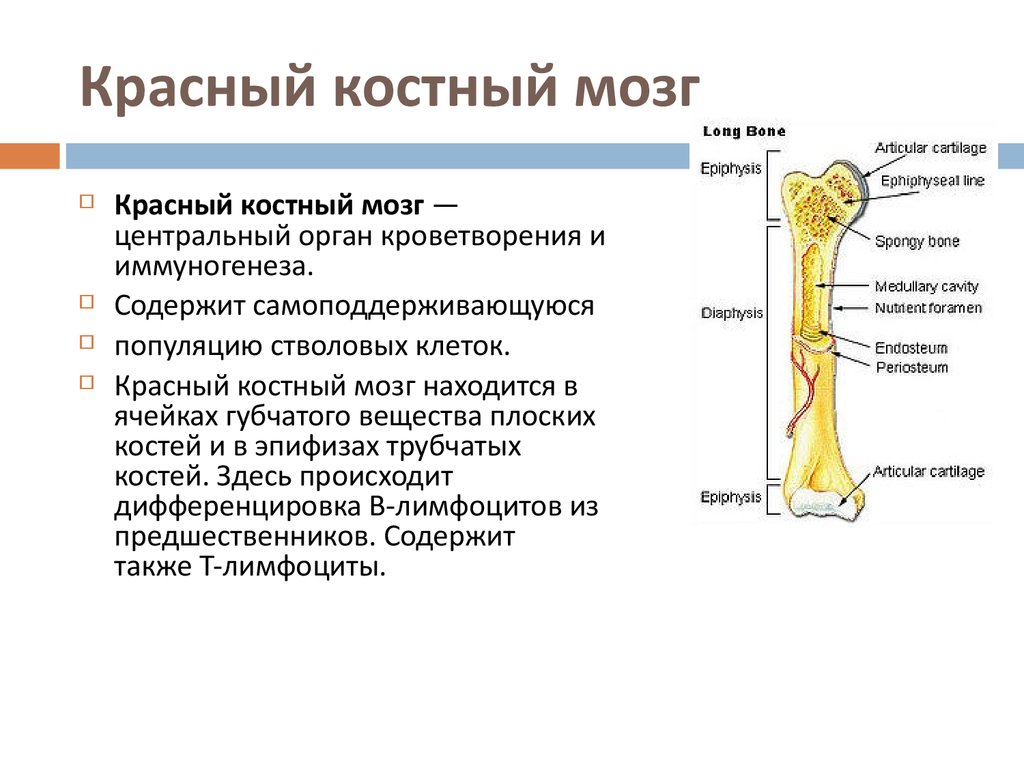 Укажите функции костей. Трубчатая кость красный костный мозг. Губчатое вещество с красным костным мозгом. Костный мозг строение и функции. Красный костный мозг расположен строение и функции.