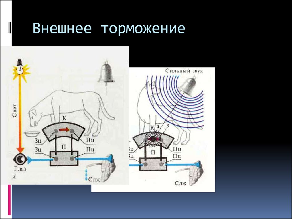 Нарисуйте схему развития внешнего торможения