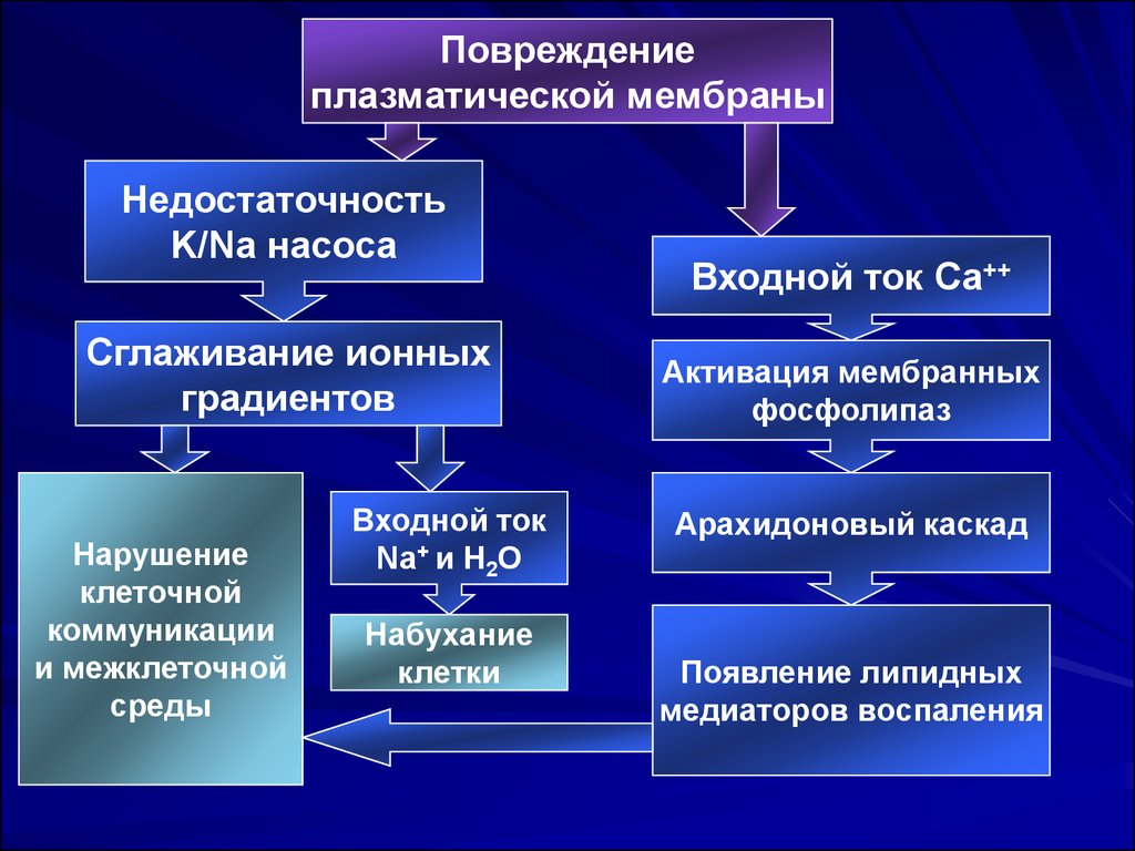 Нарушение клетки. Механизм повреждения клеточных мембран патофизиология. Механизмы повреждения мембраны клетки (4).. Механизмы повреждения клетки, клеточных мембран. Повреждение плазматической мембраны.