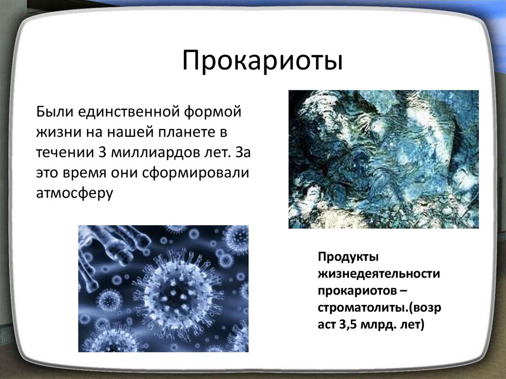 Прокариоты биология 5. Прокариоты. Бактерии прокариоты. Понятие прокариоты. Прокариоты особенности строения.