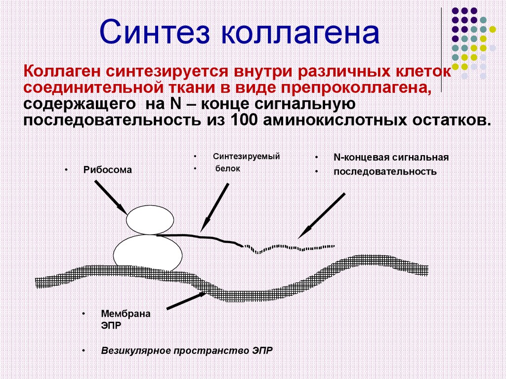 Коллаген какая клетка