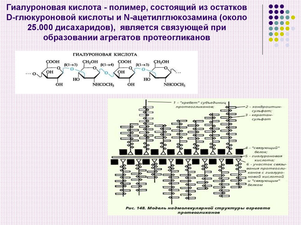 Клетки гиалуроновой кислоты