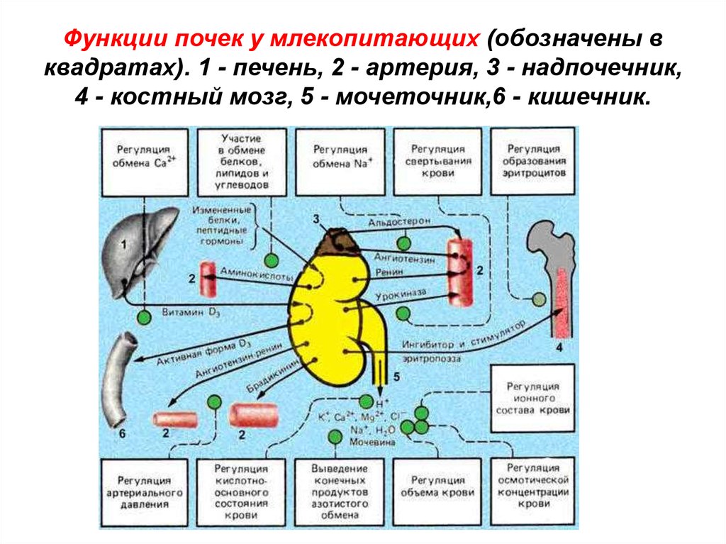 Презентация возрастные особенности выделительной системы